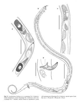 Image of Acantholaimus barbatus Miljutina & Miljutin 2012