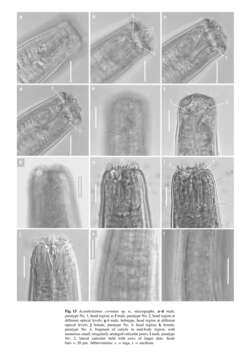 Image of Acantholaimus cornutus Miljutina & Miljutin 2012