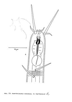 Слика од Acantholaimus coruscus Bussau 1993