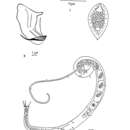 Image de Acantholaimus coruscus Bussau 1993