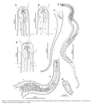 Image of Acantholaimus formosus Miljutina, Miljutin & Tchesunov 2013