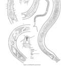 Image of Acantholaimus geraerti Muthumbi & Vincx 1997