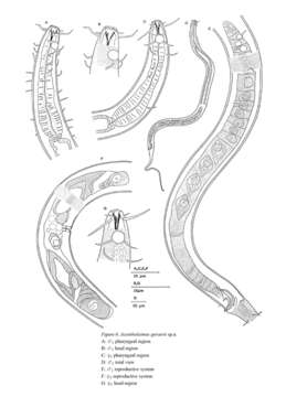 Image of Acantholaimus geraerti Muthumbi & Vincx 1997