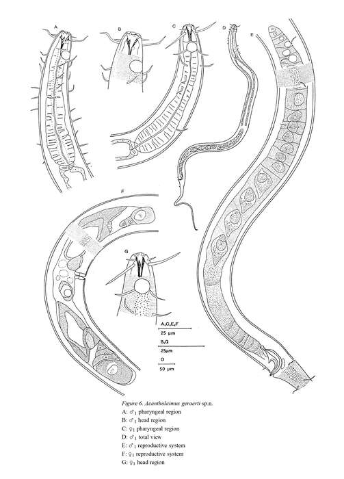 Image of Acantholaimus geraerti Muthumbi & Vincx 1997