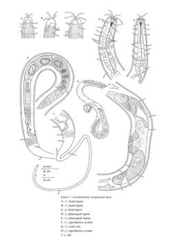 Image of Acantholaimus invaginatum Muthumbi & Vincx 1997