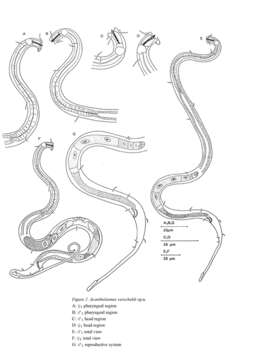 Image of Acantholaimus verscheldi Muthumbi & Vincx 1997