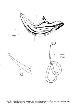 Image of Acantholaimus maks Gerlach, Schrage & Riemann 1979