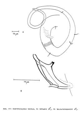 Image de Acantholaimus tectus Bussau 1993