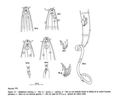 Image of Acantholaimus minutus (Vitiello 1970) Gerlach, Schrage & Riemann 1979