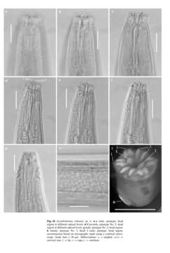 Image of Acantholaimus robustus Miljutina & Miljutin 2012