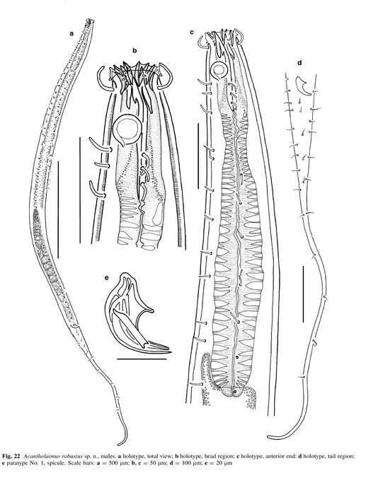 Image of Acantholaimus robustus Miljutina & Miljutin 2012