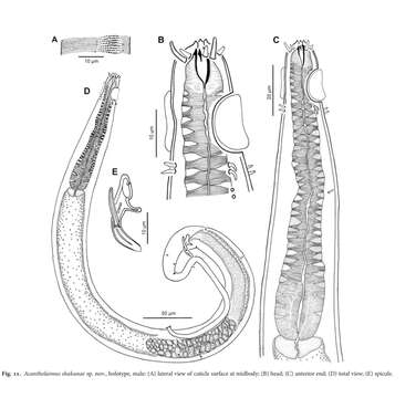 Image of Acantholaimus skukinae Miljutina, Miljutin & Tchesunov 2013