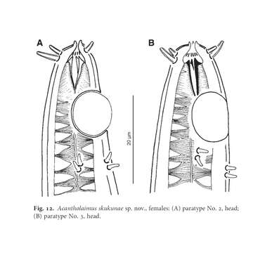 Image of Acantholaimus skukinae Miljutina, Miljutin & Tchesunov 2013