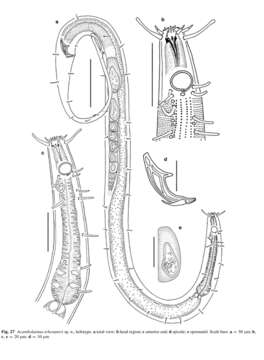 Image of Acantholaimus tchesunovi Miljutina & Miljutin 2012