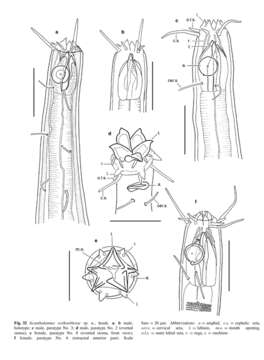 Image of Acantholaimus veitkoehlerae Miljutina & Miljutin 2012