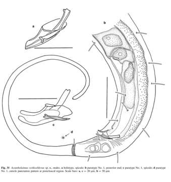 Image of Acantholaimus veitkoehlerae Miljutina & Miljutin 2012