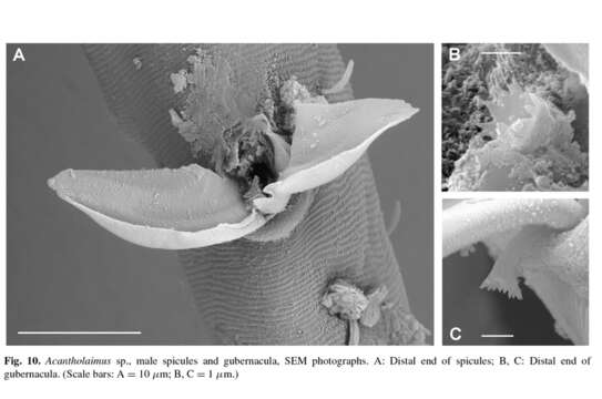 Image of Acantholaimus Allgén 1933