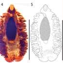 Image of Gyrocotyle haffii