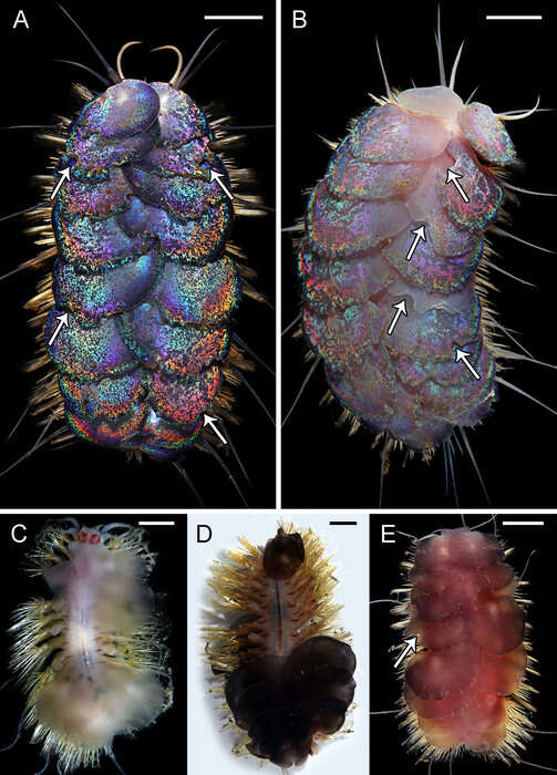 Image de Peinaleopolynoe orphanae Hatch & Rouse 2020