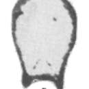 Image of Eotuberitina angustata Malakhova 1980