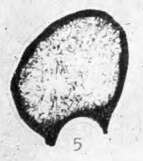 Image of Eotuberitina ferganensis Poyarkov 1969