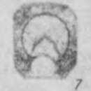 Image of Eotuberitina mikhailovi Sosnina 1976