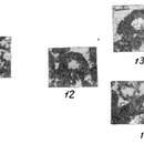 Image of Eotuberitina praecipia Chuvashov 1965