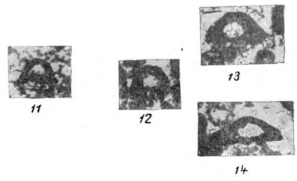 Image of Eotuberitina praecipia Chuvashov 1965