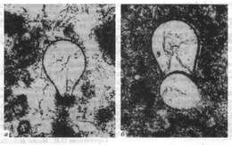 Image de Eotuberitina reitlingerae subsp. piriformis Sabirov 2004