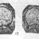 Image de Eotuberitina sokolovi Sosnina 1976