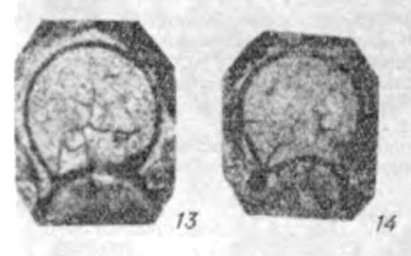 Image of Eotuberitina sokolovi Sosnina 1976