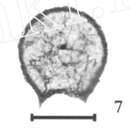 Image de Eotuberitina sphaera Lin 1981