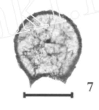 Image of Eotuberitina sphaera Lin 1981