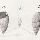 Image de Rissoina pusilla (Brocchi 1814)