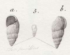 Image de Rissoina pusilla (Brocchi 1814)