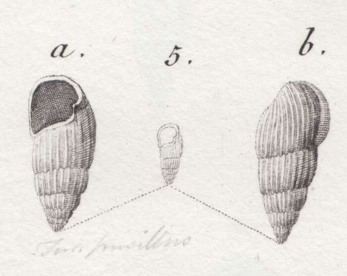Image of Rissoina pusilla (Brocchi 1814)