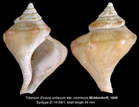 Neptunea communis (Middendorff 1848) resmi