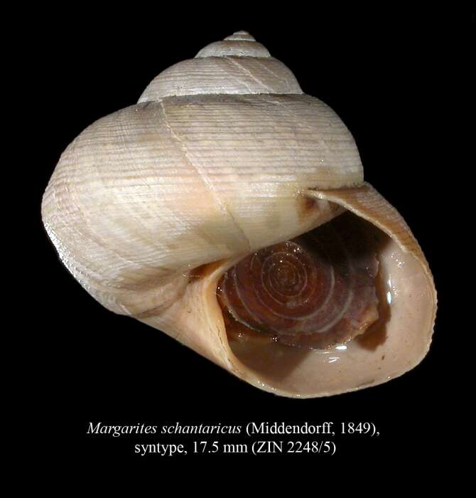Image of Margarites schantaricus (Middendorff 1849)