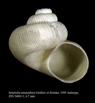 Image of Solariella tenuicollaris Golikov & Sirenko 1998