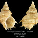 Image of Ariadnaria acutiminata (Golikov & Gulbin 1978)