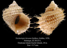 Image of Ariadnaria hirsuta (Golikov & Gulbin 1978)