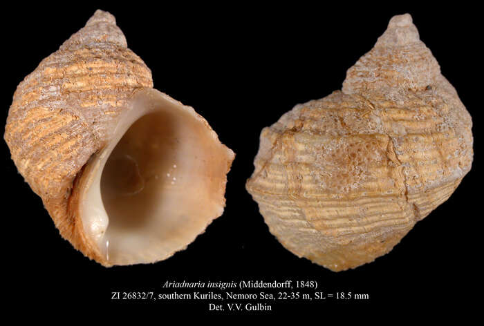 Image of Ariadnaria insignis (Middendorff 1848)