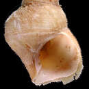 Image of Ciliatotropis striata (Golikov ex Golikov & Scarlato 1985)
