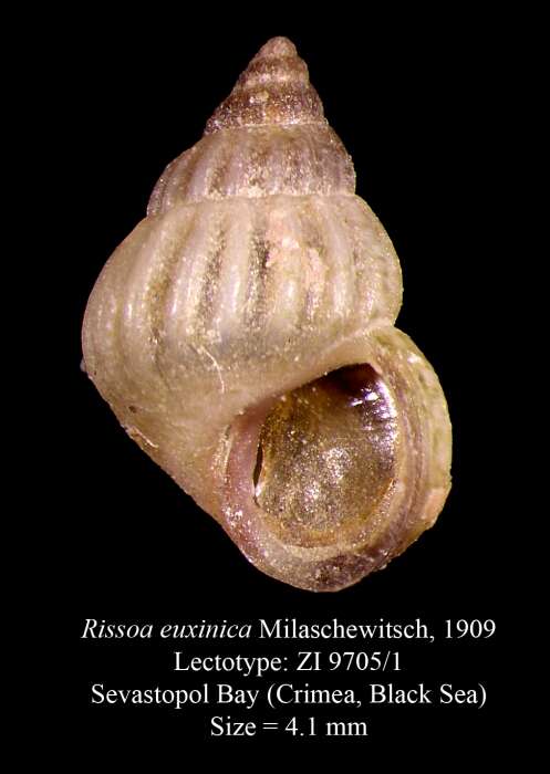 Image of Rissoa euxinica Milaschewitsch 1909