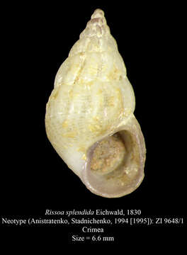 Image of Rissoa splendida Eichwald 1830