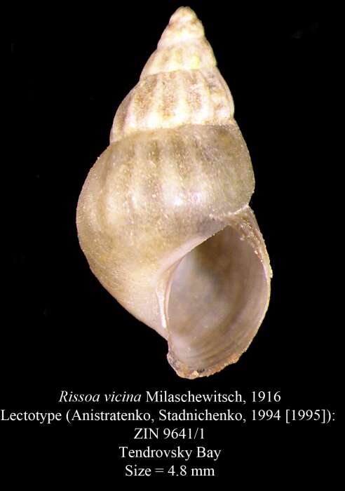 Image of Rissoa vicina Milaschewitsch 1916