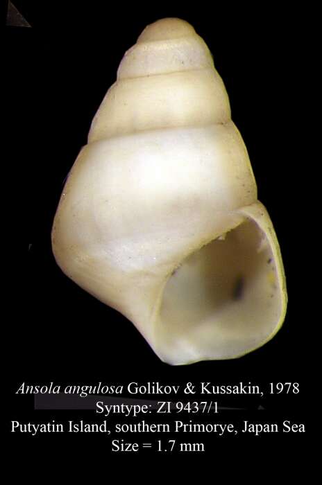 Image of Ansola angulosa Golikov & Kussakin 1978