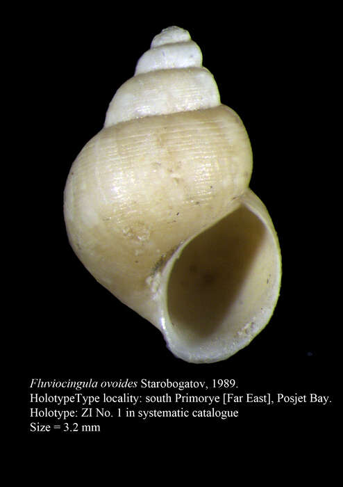 Image de Fluviocingula ovoides Starobogatov ex Starobogatov, Sitnikova & Zatrawkin 1989