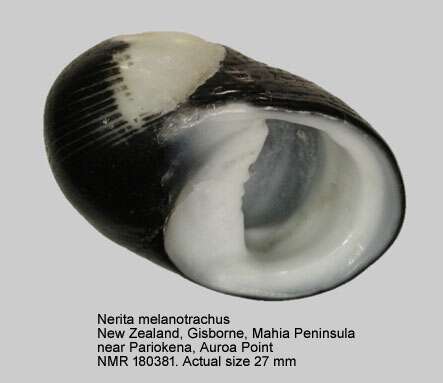 Image of Nerita melanotragus E. A. Smith 1884