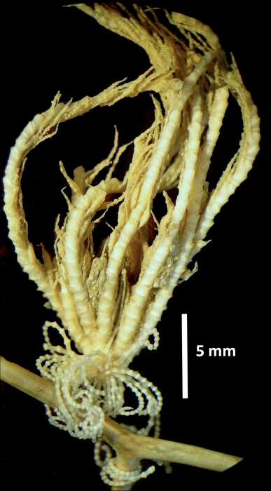 Sivun Trichometra delicata AH Clark 1911 kuva